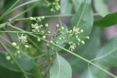 Swietenia macrophylla
